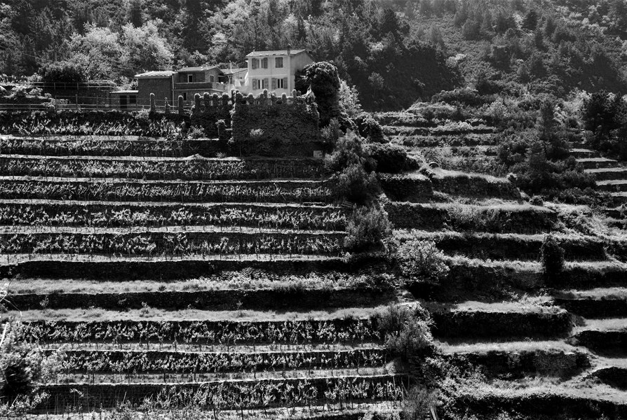 Cinque Terre #85 BW